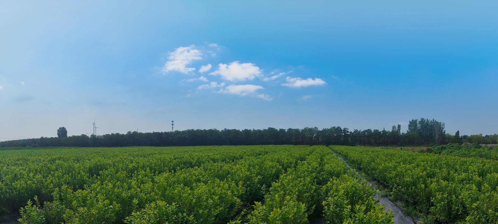 we engaged in the technology development of planting blueberry and the processing of iqf fruits