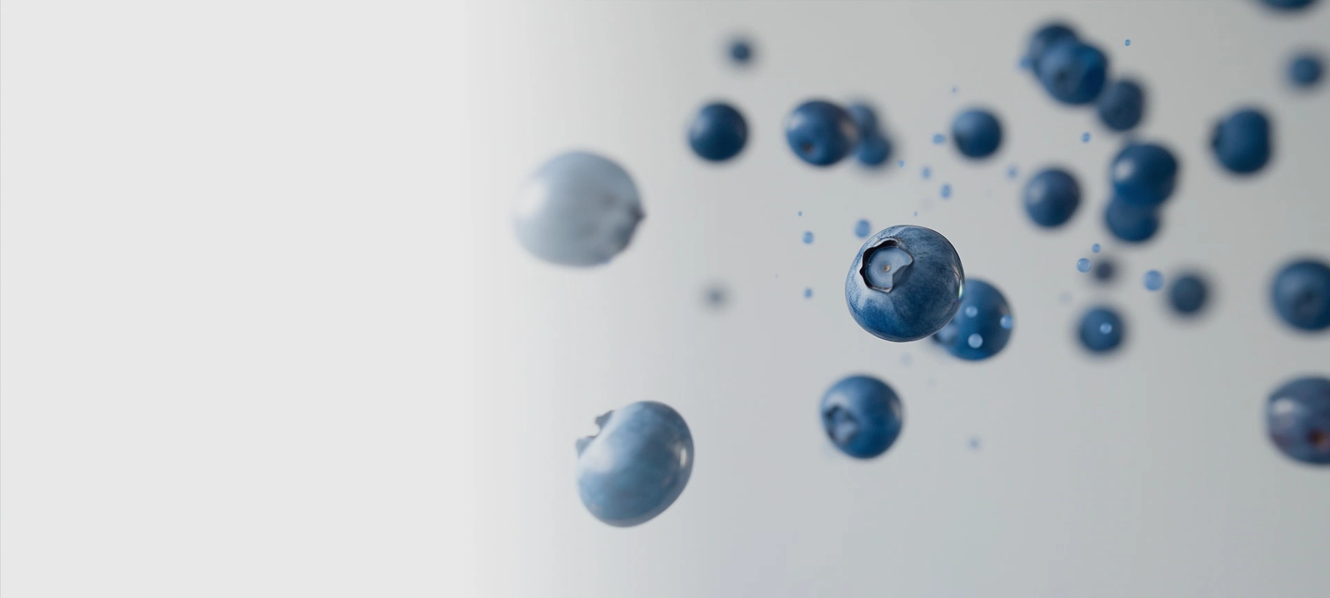 Planting Blueberries and the Processing Of Fresh Fruits And IQF Fruits