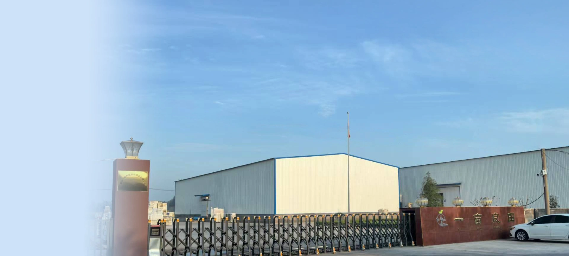 Planting Blueberries and the Processing Of Fresh Fruits And IQF Fruits