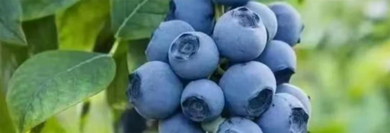 Through scientifically sound and effective soil improvement in the initial phase