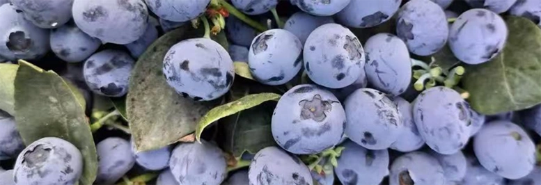 Our blueberries are characterized by their large fruit size