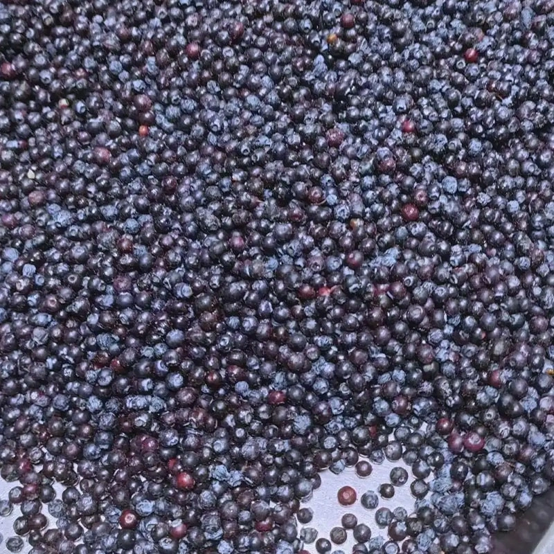 Frozen Blueberry