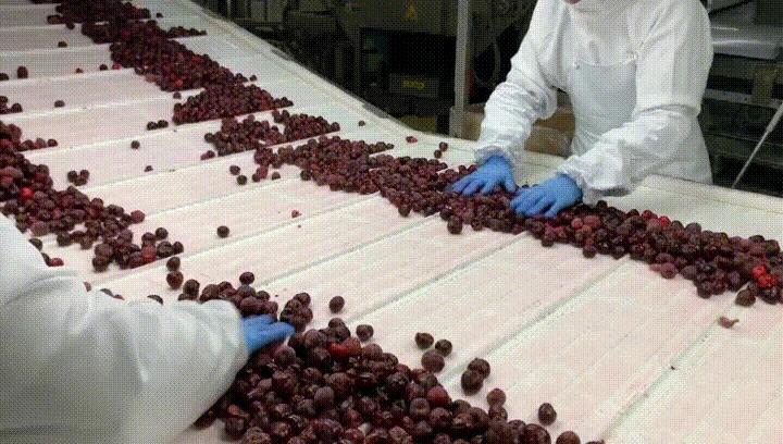 Peripheral Development of the Frozen Fruits and Vegetables Industry Chain: Cultivation and Equipment Matching