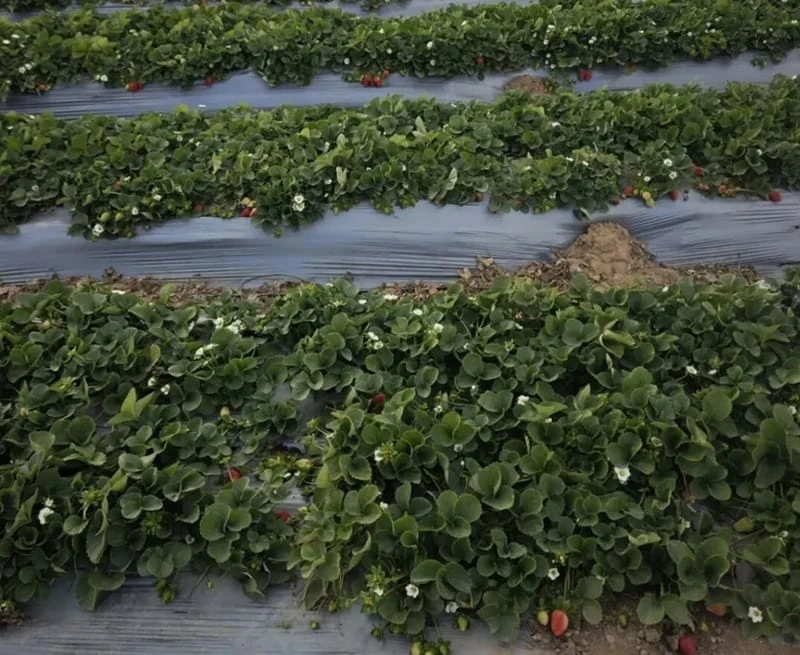 Future development of frozen fruit & vegetable (IQF)